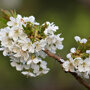 Kersenboom 'Stella' halfstam (zelfbestuivend)